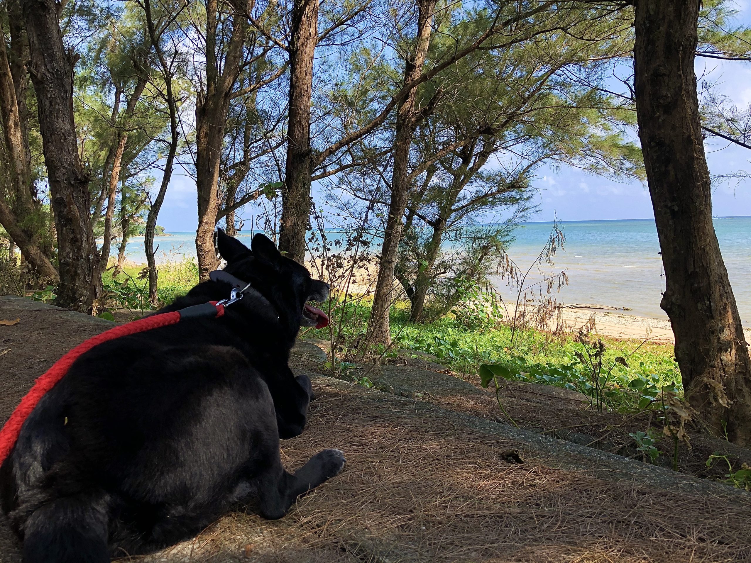 中山ビーチで愛犬とお散歩 沖縄県南城市玉城 黒犬ライチの日常 Kuroinuraichi