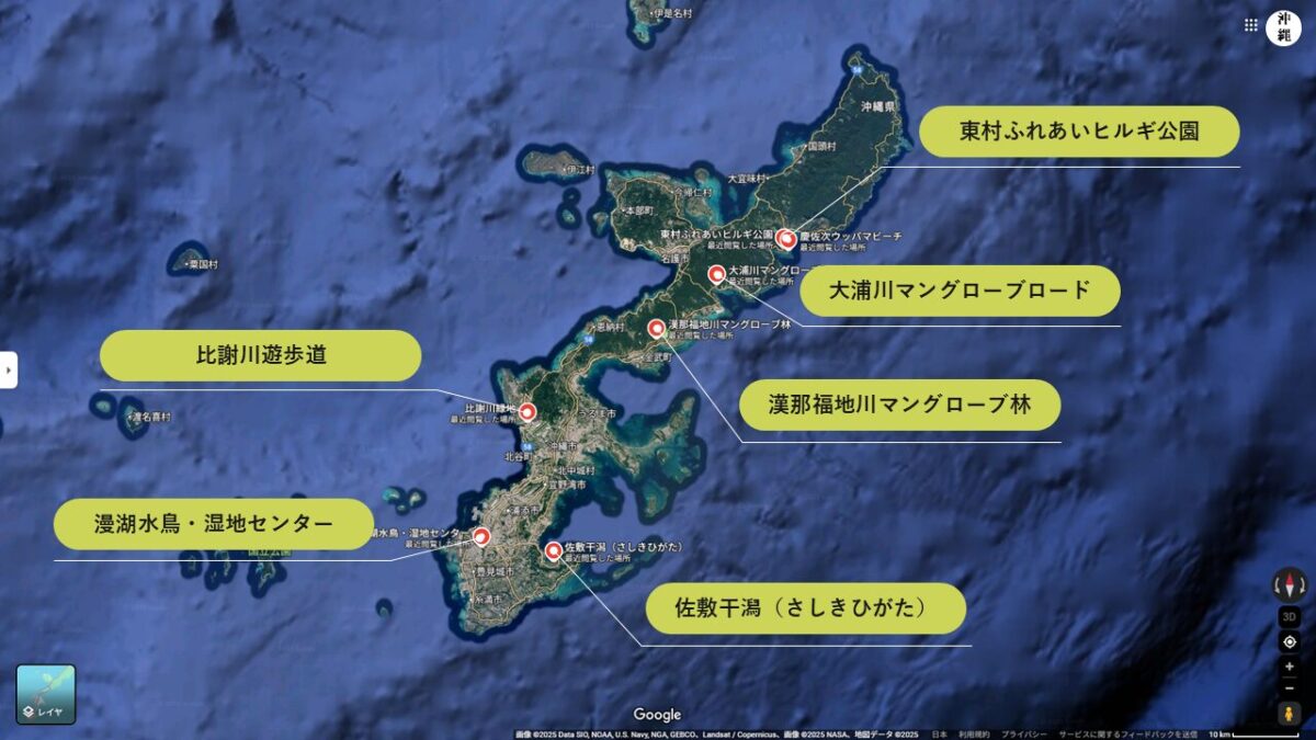 沖縄本島でマングローブ林が見られる場所まとめ
